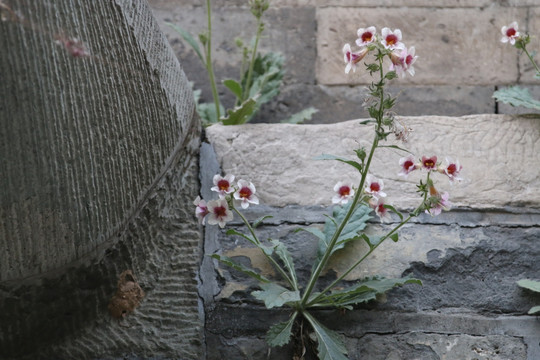 墙缝小花