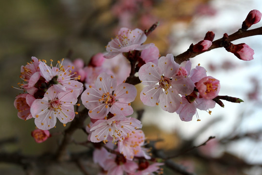 桃红柳绿 花卉 花树 春天