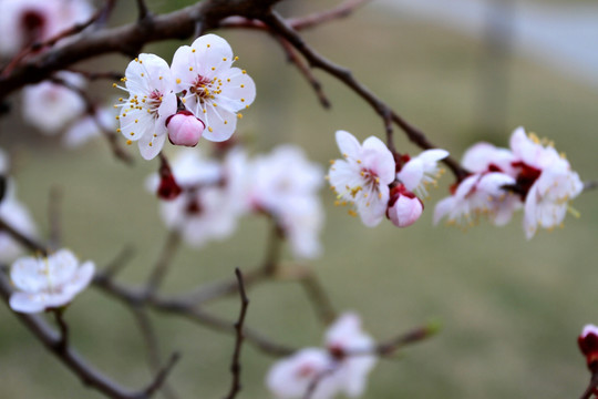 桃红柳绿 花卉 花树 春天