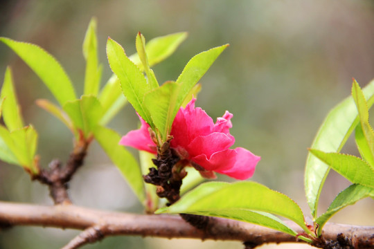 桃叶上的花卉