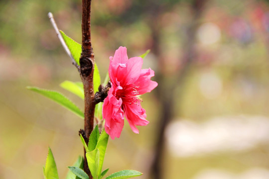 美艳桃花