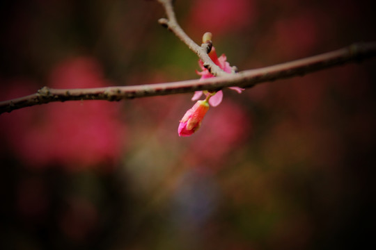 桃枝上的花蕾