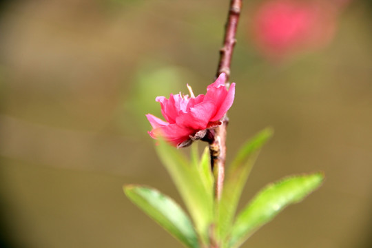 枝桠上的桃花