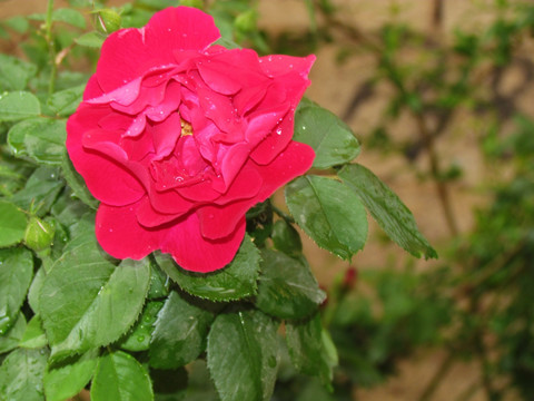 雨淋过的玫瑰
