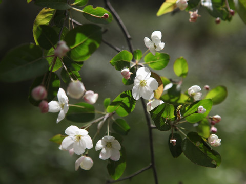 山花