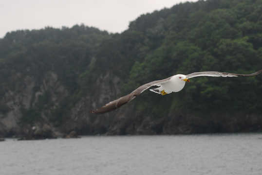 海鸥