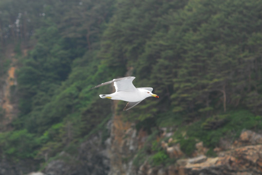 海鸥