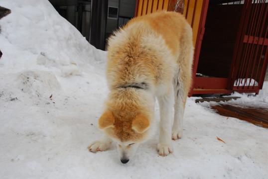 秋田犬