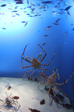 鸟羽水族馆