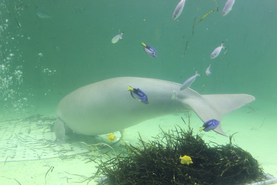 鸟羽水族馆