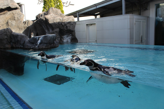 鸟羽水族馆