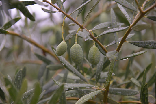 道之站小豆岛公园