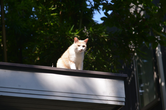 下马街屋顶的小猫咪