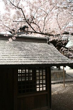 日本东长寺