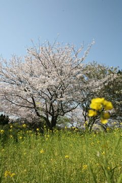 海之中道海濱公園櫻花