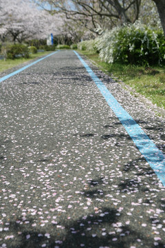 海之中道海滨公园樱花