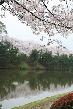 舞鹤公园樱花