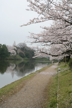 舞鹤公园樱花