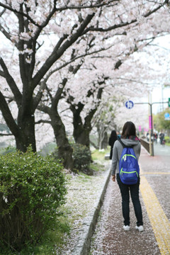 舞鹤公园樱花