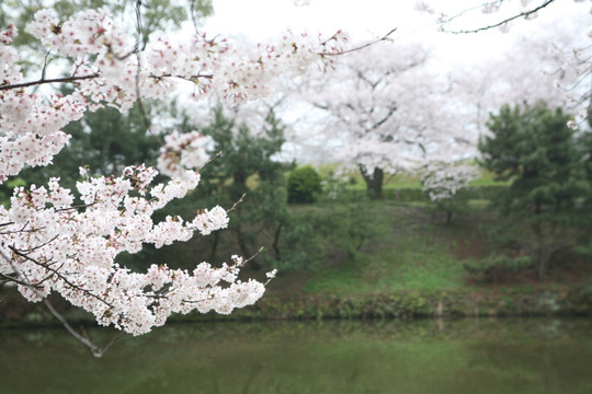 舞鹤公园樱花