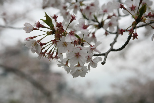 舞鹤公园樱花