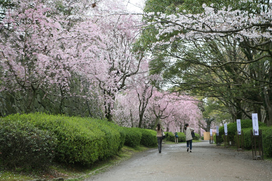 舞鹤公园樱花