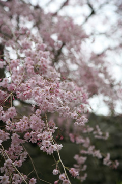 舞鹤公园樱花