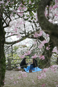 舞鹤公园樱花