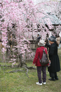 舞鹤公园樱花