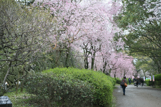 舞鹤公园樱花