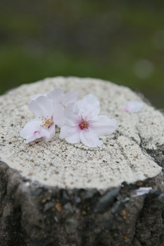 舞鹤公园樱花