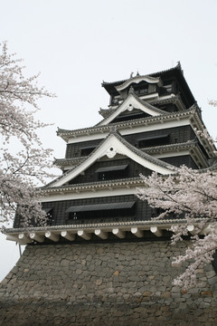 熊本城樱花