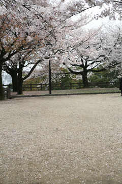 熊本城樱花