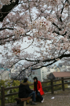 熊本城樱花