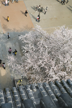 熊本城樱花