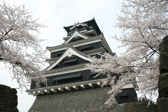 熊本城樱花