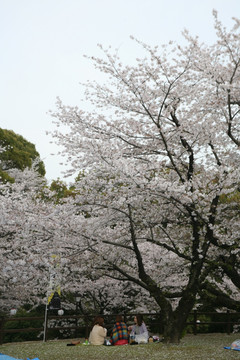 熊本城樱花