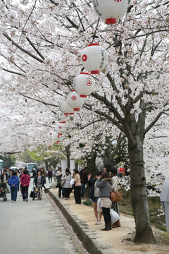 熊本城樱花