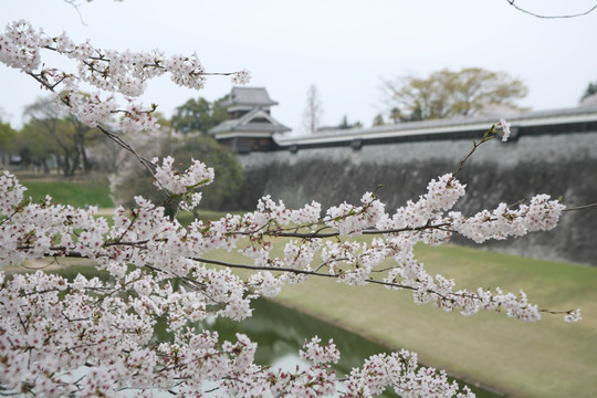 熊本城樱花