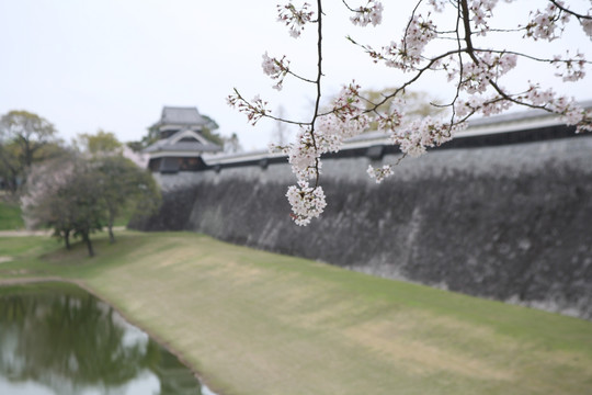 熊本城樱花