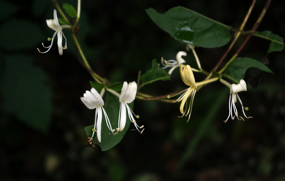 金银花