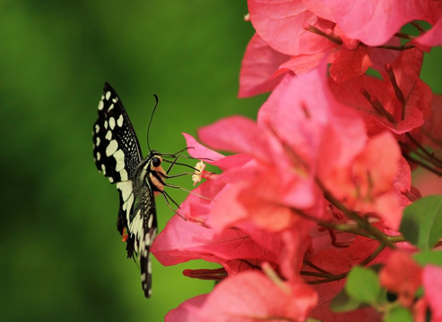 蝶恋花