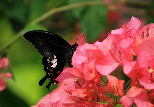 蝶恋花