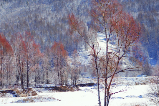 雪原红柳