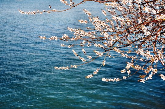 湖面垂花