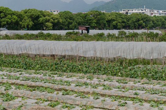 蔬菜地