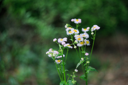 路边小花