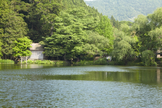 由布院之森林湖周边金鳞