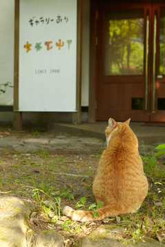 由布院之森温泉区猫