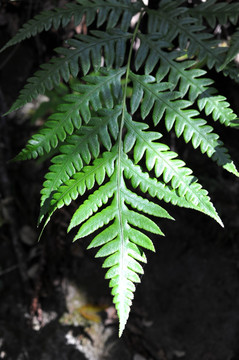 蕨类植物